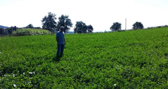 Korgan'da yonca ekimine başlandı!