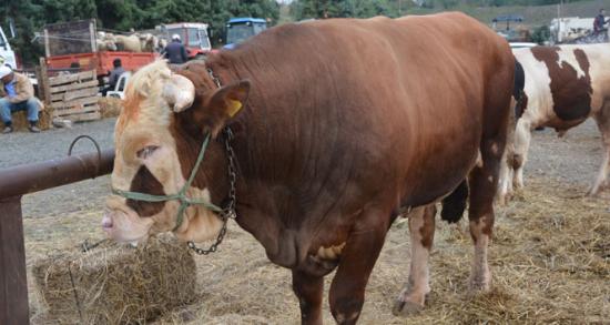 13 bin liralık 'Şampiyon Osman' görücüye çıktı!