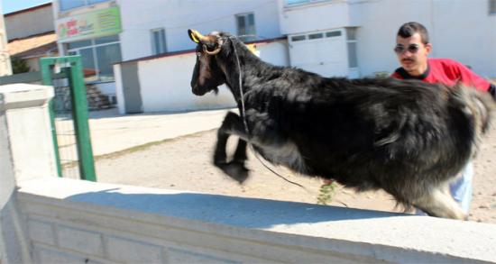 Firari keçi zor anlar yaşattı!