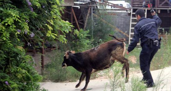 Bursa'da polis-boğa kovalamacası!