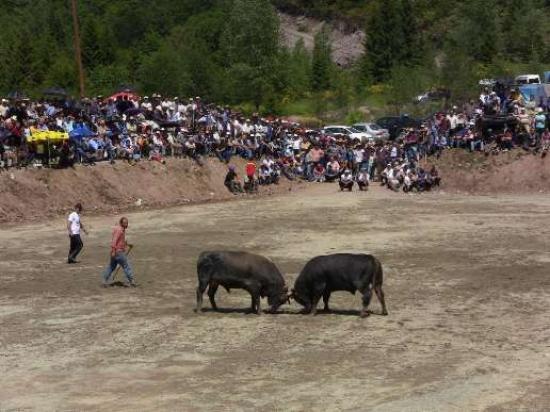 Artvin'de Boğa Güreşleri Devam Ediyor