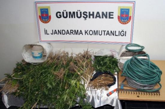 Gümüşhane'de 133 Kök Kenevir Ve 980 Gram Kubar Esrar Yakalandı