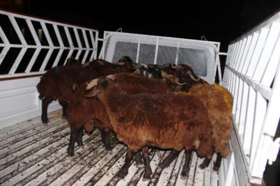 Kurban Hırsızlığına Geçiş Yok