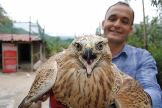 Yaralı Şahini Güvercin Ve Tavukların Yanında Besliyor