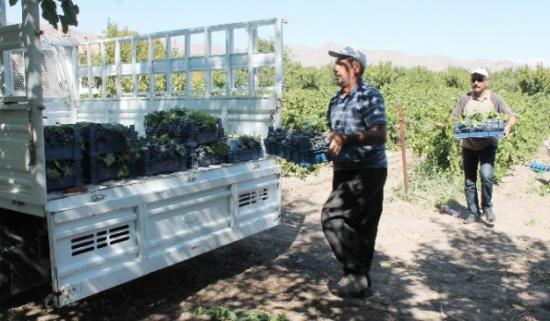 En 'hoş Üzüm' Hasadı Başladı