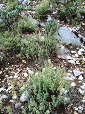 Sütçüler'in Kekiği Dünyaya Şifa Oluyor