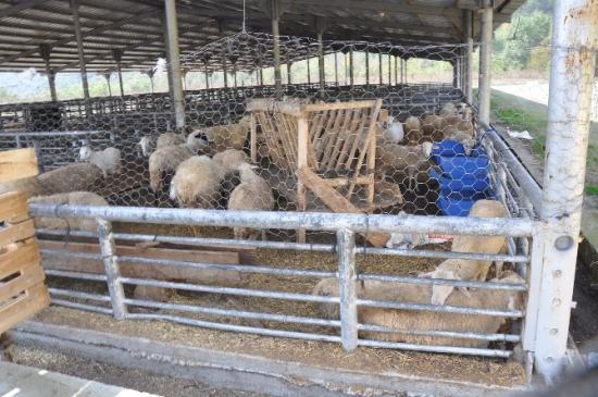 Karabük Hayvan Pazarı Kurban Bayramına Hazır