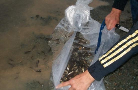 Karaman'da Burhan Göleti'ne 10 Bin Yavru Sazan Bırakıldı