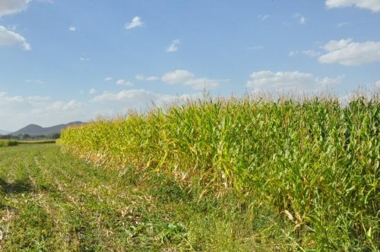 Silajlık Mısırda Hasat Dönemi Başladı