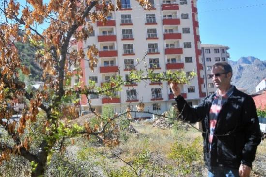 Gümüşhane'de Kuruyan Kayısı Ağacı Eylül Ayında Çiçek Açtı