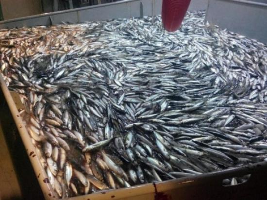 Çanakkale Boğazında İstavrit Ve Kolyoz Bolluğu