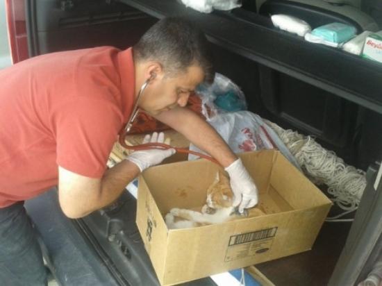 Yaralı Kediye Veteriner Hekim Sahip Çıktı