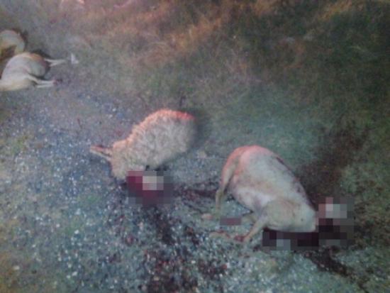 Otomobil Sürüye Çarptı 27 Koyun Telef Oldu