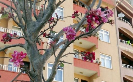 Hakkari'de Meyve Ağacı Çiçek Açtı