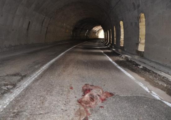 Yavru Ayı Kaza Kurbanı