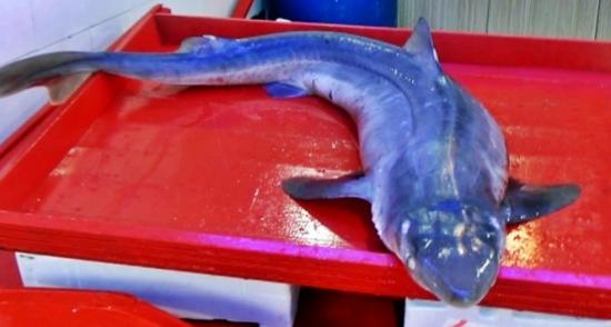 Giresun'da Camgöz Köpek Balığı Balıkçıların Ağlarına Değil Oltalarına Takılıyor