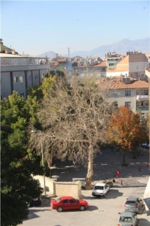 Kuru Çınar Yıllara Meydan Okuyor