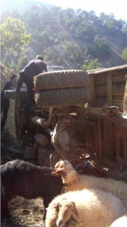 Kurbanlık Yüklü Kamyon Yan Yattı: 1 Yaralı