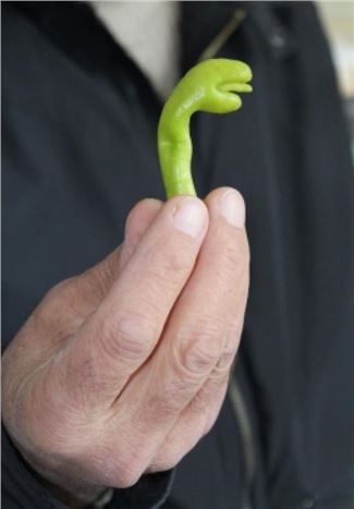 Yılan Şeklindeki Biber Görenleri Hayrete Düşürüyor