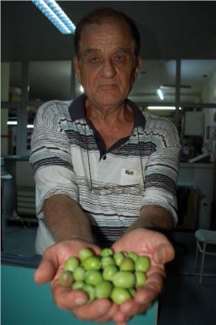 Silifke'de Zeytin Hasadı Başladı