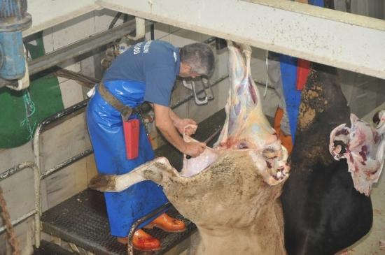 Düzce Belediyesi Kurbana Hazır