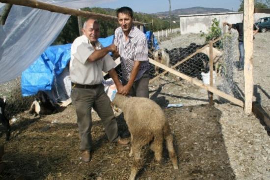 Devrek'te Kurbanlıklar Görücüye Çıkmaya Başladı