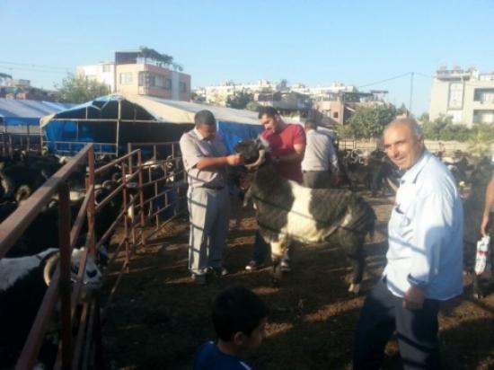 Hayvan Pazarları Denetleniyor