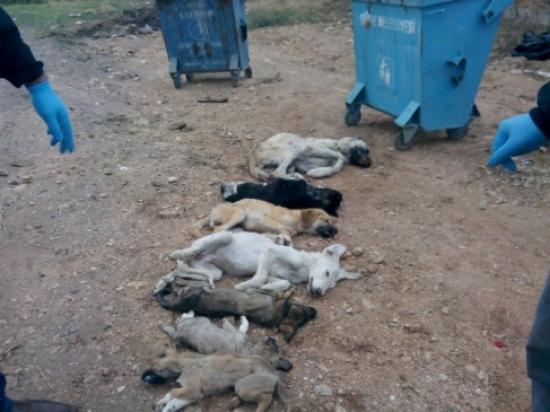 Hayvan Barınağında 18 Köpeğin Öldürüldü İddiasının Tarafları Konuştu