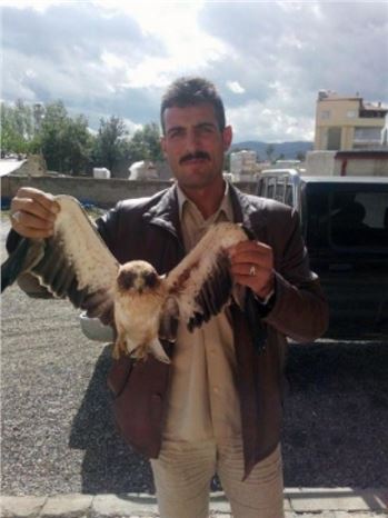 Kelkit'te Yaralı Doğan Ve Şahin Bulundu