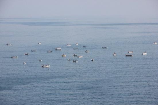 Zonguldaklı Amatör Balıkçılar Balık Avında