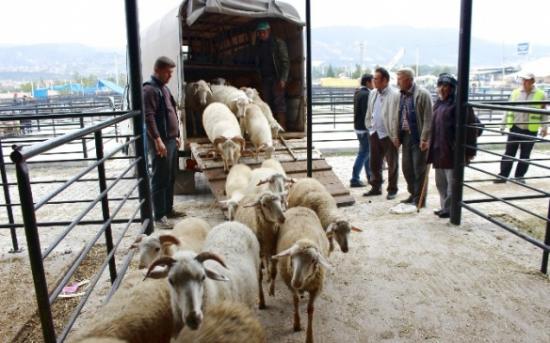 Kütahya'da Koyun Sayısı 385 Bin 308 Keçi Sayısı Da 152 Bin 699