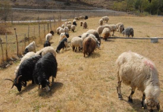 Kurbanlık Koyunların Geliri Kobani'ye