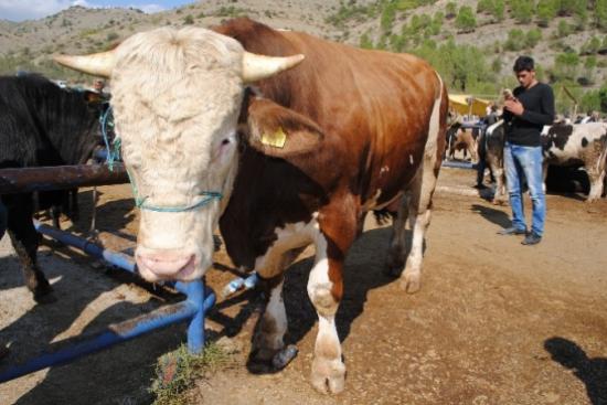 1 Tonluk Kurbanlık 'domates'