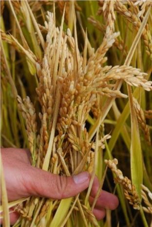 Bitlis'te Pirinç Hasadı Başladı