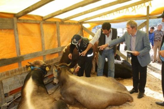 Çekmeköy Belediyesi'nden Kurban Keseceklere Tavsiyeler