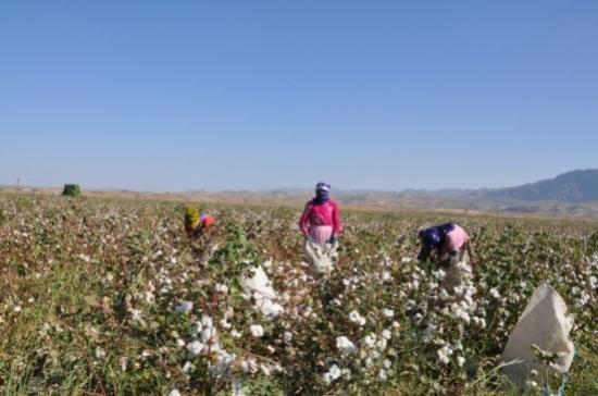 Silopi'de Makineli Pamuk Hasadı
