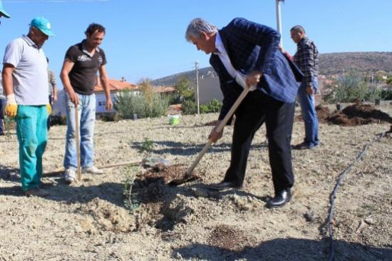 Çeşme'de Sakız Fidanı İçin Organik Ağaç Gübresi