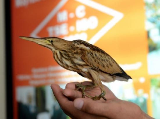 Yavru Hint Gölet Balıkçıl Yuvasını Kaybetti