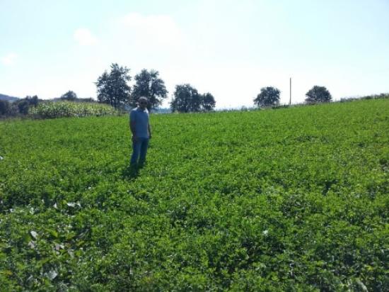 Korgan'da Yonca Ekimine Başlandı