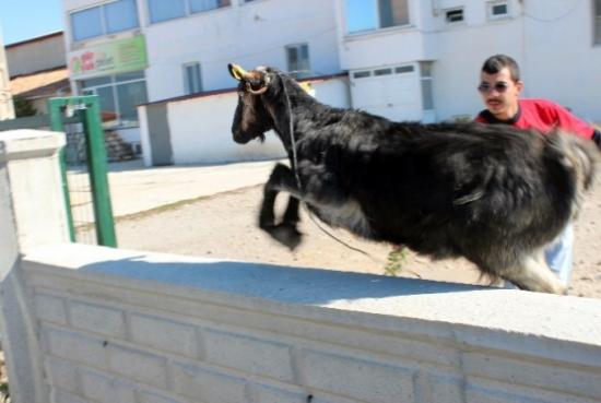 Firari Keçi Zor Anlar Yaşattı