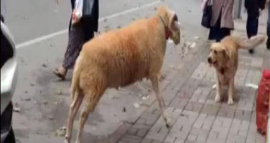 Kurbanlık koç köpeği böyle kovaladı!