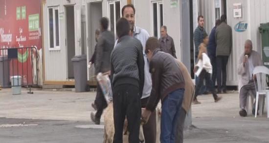 Avustralyalı ailenin kurban pazarı merakı!