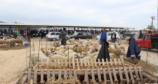 Kurbanlıklar elde kaldı!