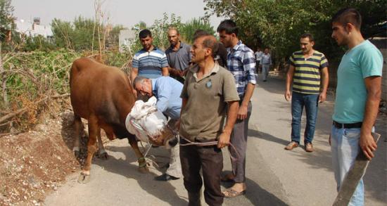 Kaçan kurbanlık dana sokakları birbirine kattı!