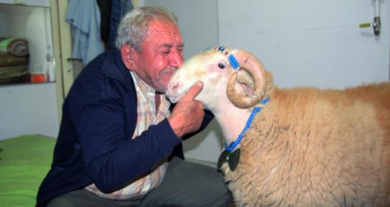 Kesmeye kıyamadığı koçun bayramlaşmaya çıkardı!