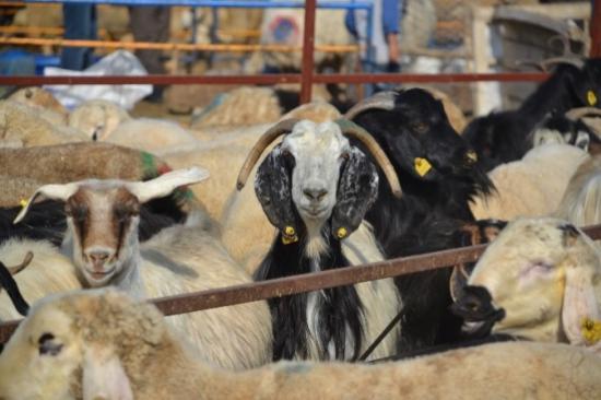 Hayvan Pazarı'nda Bayram Yoğunluğu