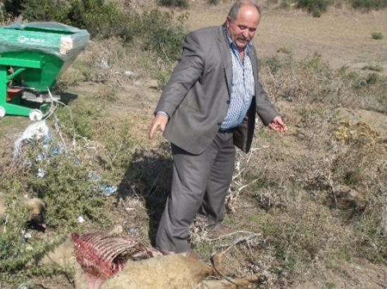 (özel Haber) Bayramın Değil Hastalığın Kurbanı Oldular