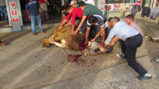 Siverek'te İlk Kurbanlar Kesildi