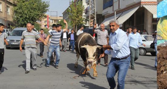 Kaçan boğalar zor anlar yaşattı!