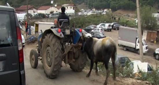 Kurbanlık hayvana akılalmaz eziyetler kamerada!